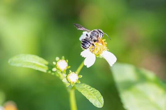 Image of Hoary Leaf-cutter Bee