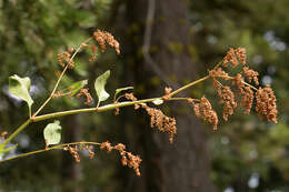 Image of Alpine Fleeceflower