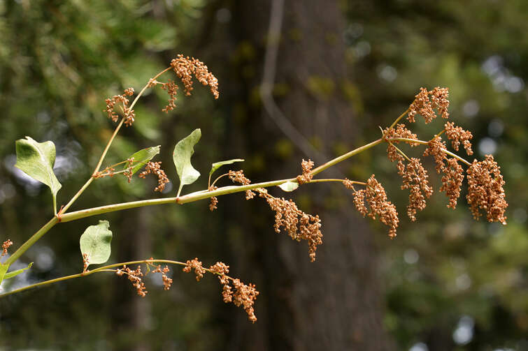 Image of Alpine Fleeceflower