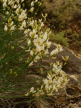 Imagem de Astragalus linifolius Osterh.