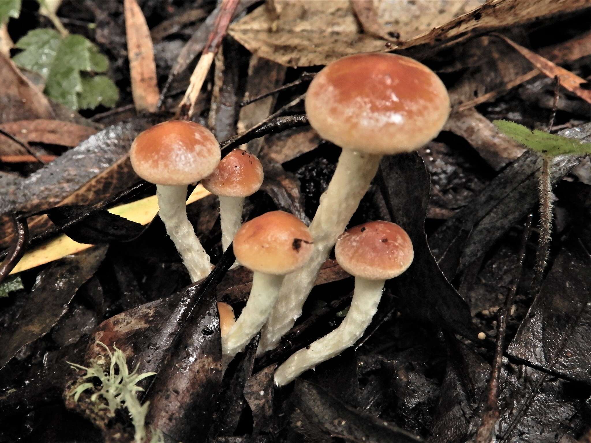 Image of Hypholoma australianum Redhead 2014