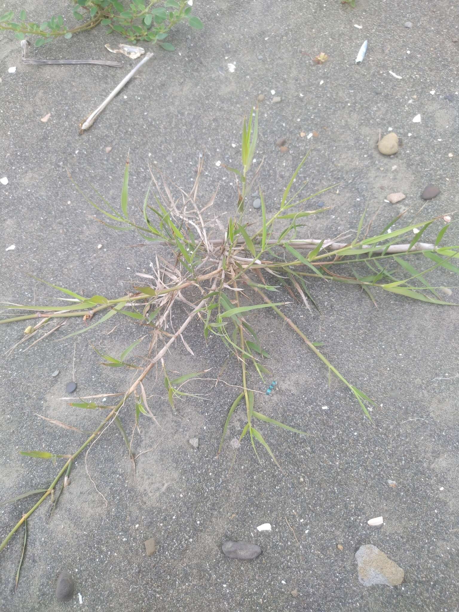 Слика од Phragmites Adans.