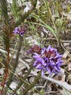 Image of Gompholobium confertum (DC.) Crisp