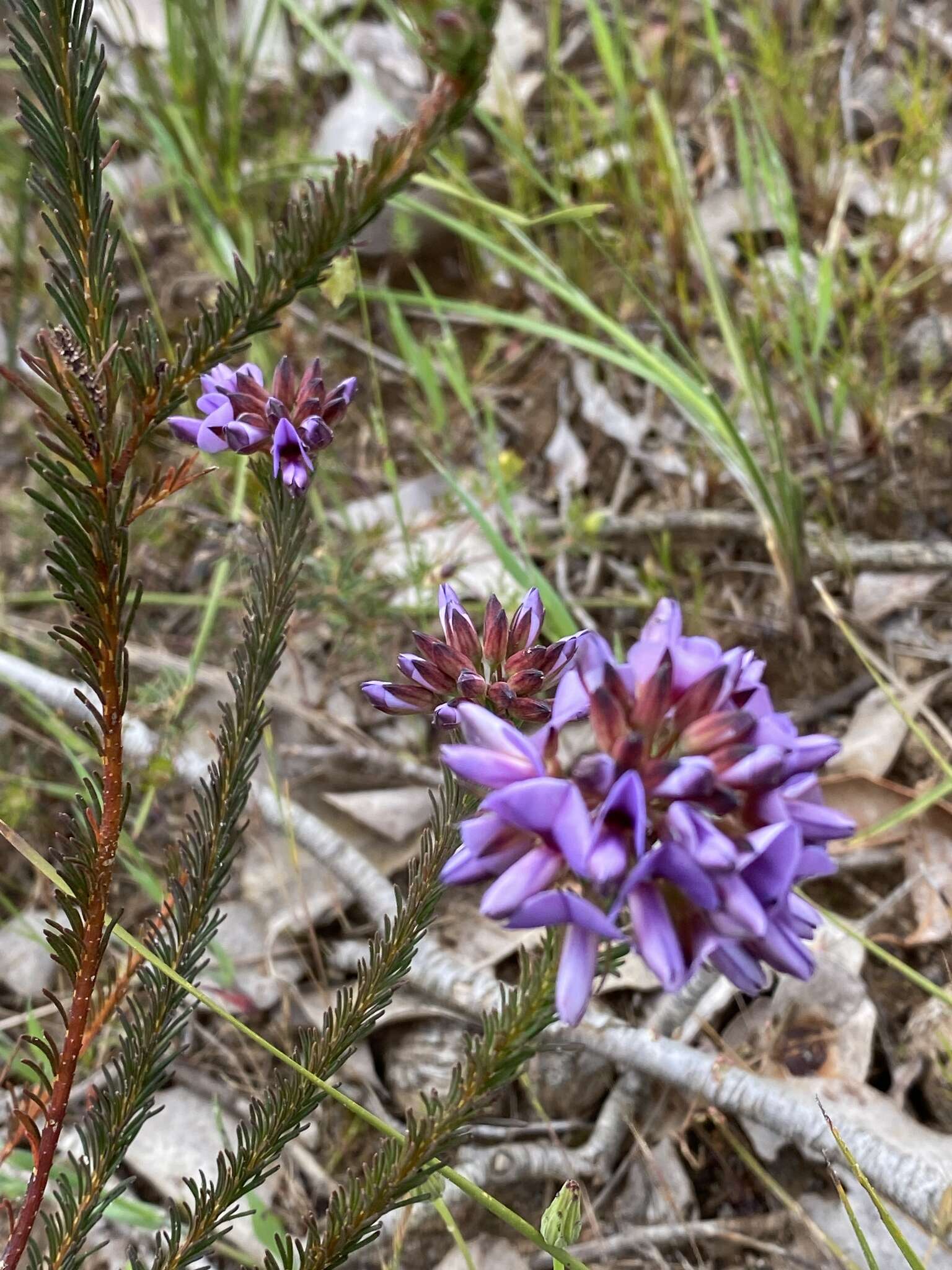 Image of Gompholobium confertum (DC.) Crisp