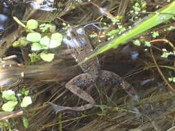 Image of Northern Red-legged Frog