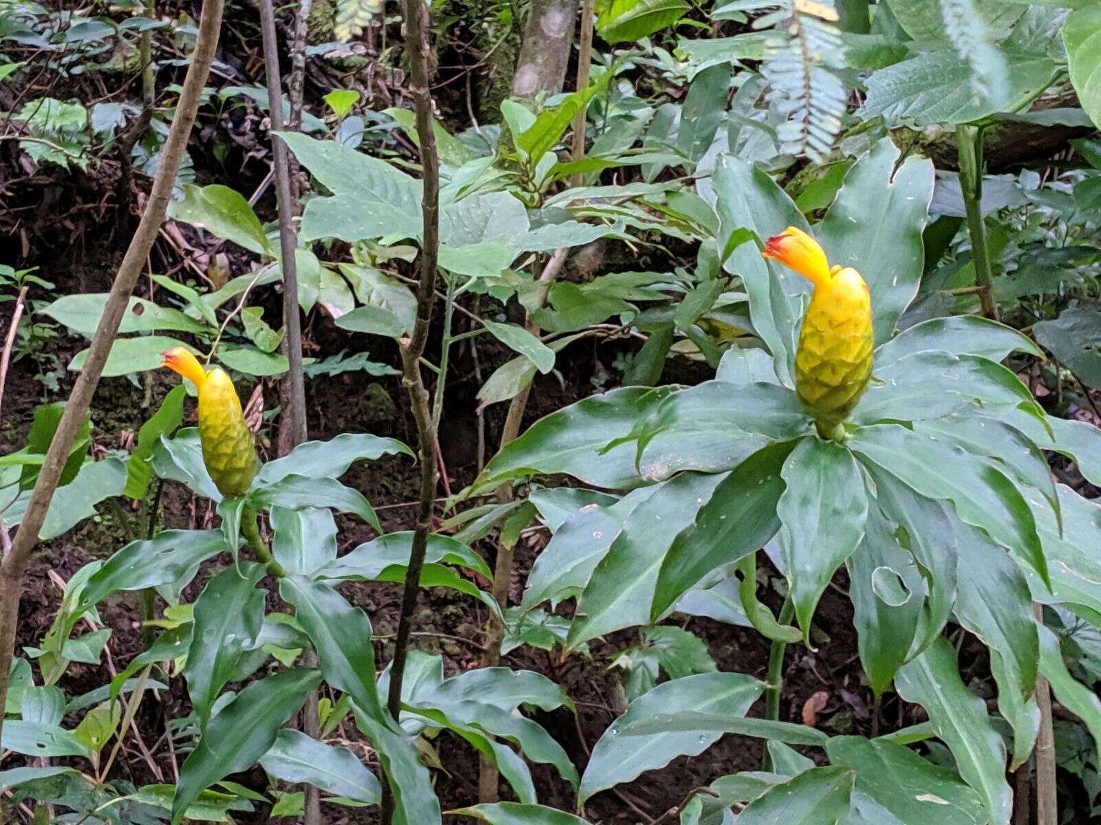 Image of Costus wilsonii Maas