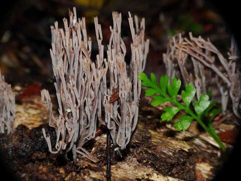 Plancia ëd Artomyces turgidus (Lév.) Jülich 1982