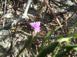 Image de Callisia micrantha (Torr.) D. R. Hunt