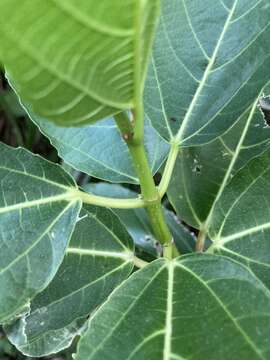 Image of Ficus cumingii Miq.