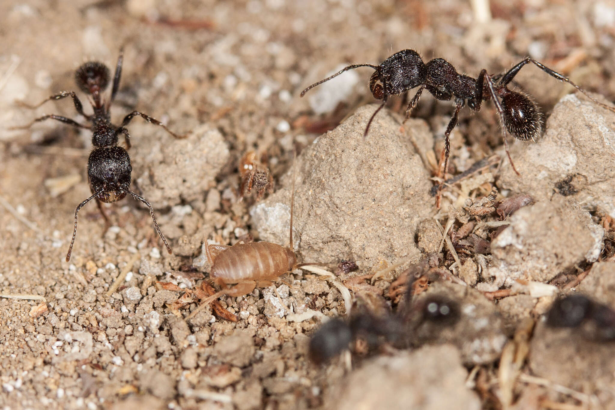 Image de Myrmecophilus (Myrmecophilus) oregonensis Bruner & L. 1884