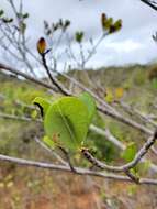 Imagem de Erythroxylum platyclados Boj.