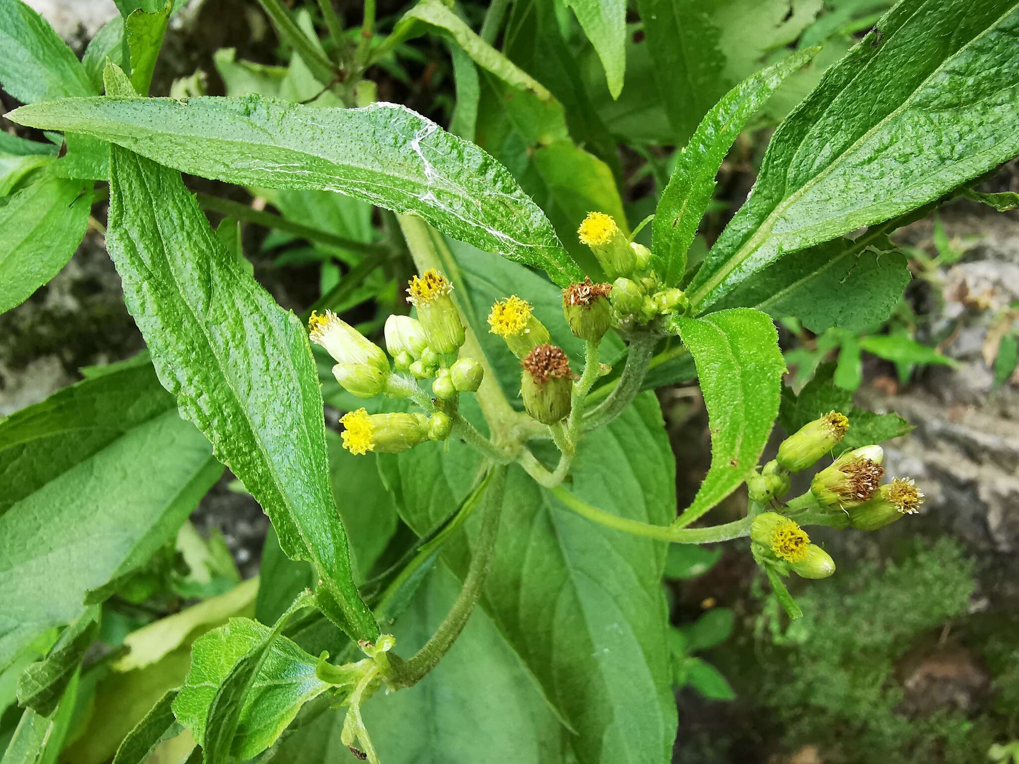 صورة Schistocarpha eupatorioides (Fenzl) O. Kuntze