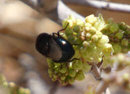 Image of Comstock's Bromeliad Fly