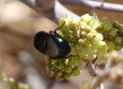 صورة Copestylum comstocki (Williston 1887)