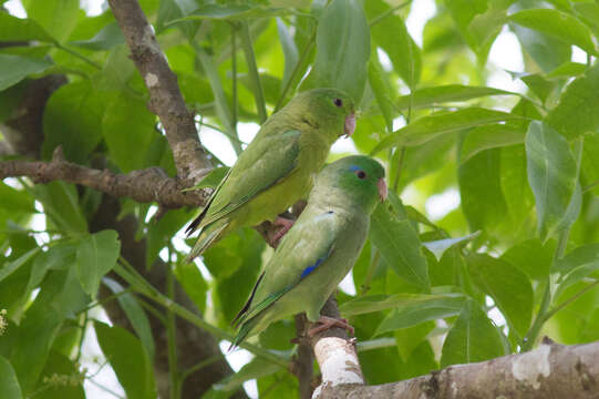 Image of Spectacled Parrotlet