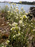 Image of rock draba