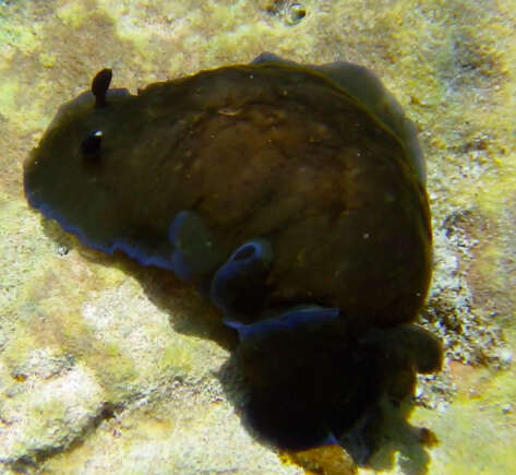 Image of Dendrodoris nigra (Stimpson 1855)