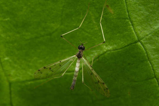 Image of Dicranota (Polyangaeus) maculata (Doane 1900)