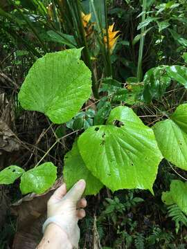 Imagem de Vitis tiliifolia Humb. & Bonpl. ex Roem. & Schult.