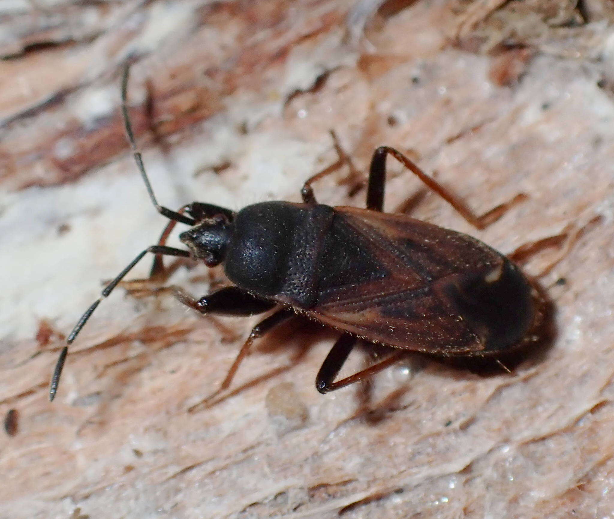 Image of Eremocoris plebejus (Fallen & C. F. 1807)