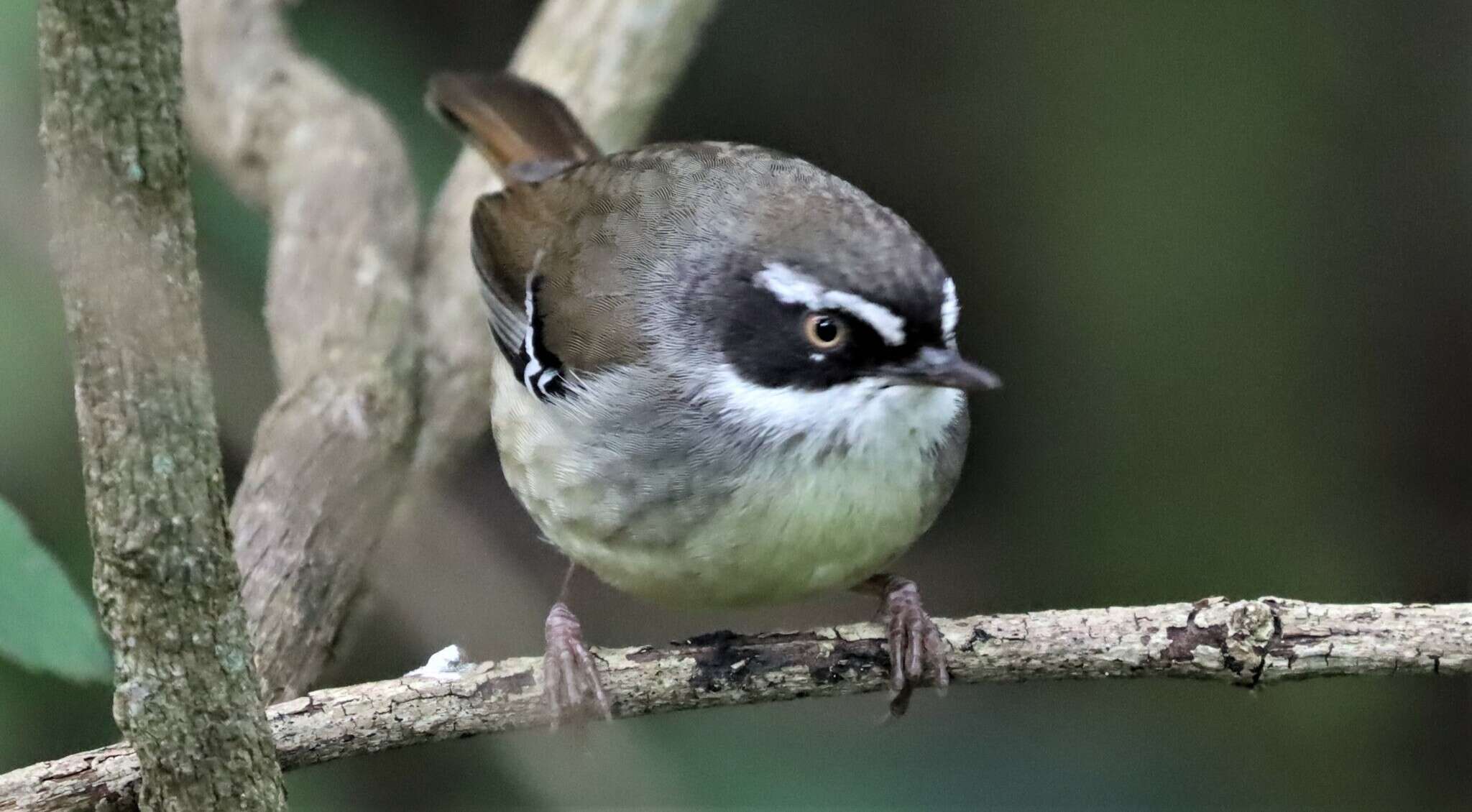 Sivun Sericornis frontalis frontalis (Vigors & Horsfield 1827) kuva