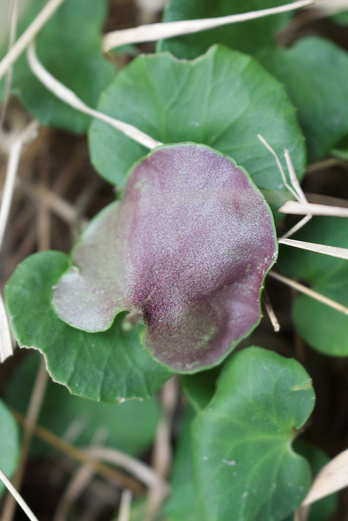 Image of Soldanella montana Willd.