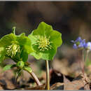 Image of Helleborus viridis subsp. viridis L.