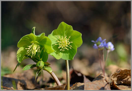 Image of Helleborus viridis subsp. viridis L.