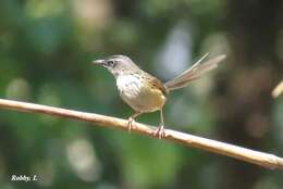 Image of Hill Prinia