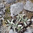 Plancia ëd Myosotis arnoldii L. B. Moore