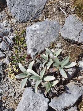 Image of Myosotis arnoldii L. B. Moore