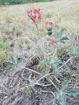 صورة Jatropha cathartica Terán & Berland.