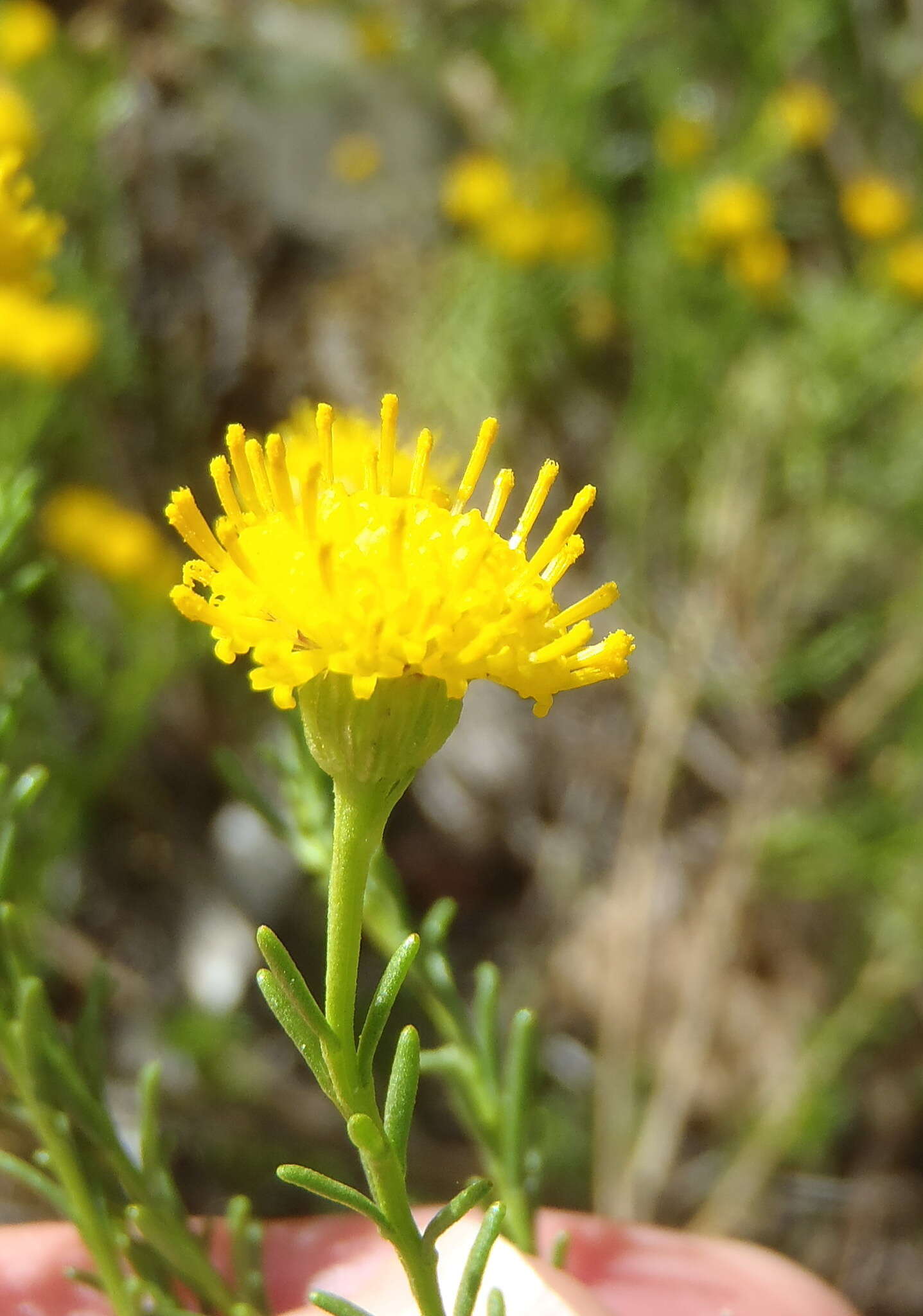 Слика од Chrysocoma ciliata L.