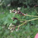 Image of Microbotryum bosniacum (Beck) Vánky 1998