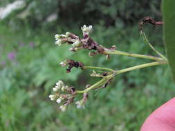 Слика од Microbotryum bosniacum (Beck) Vánky 1998