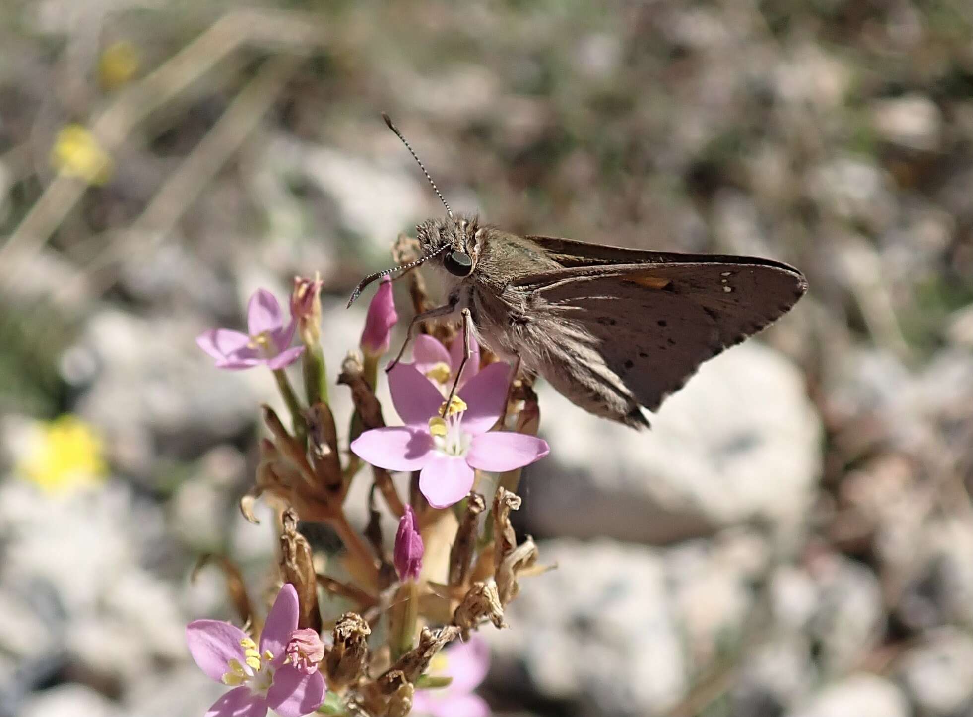 Image of Hesperilla donnysa Hewitson 1868