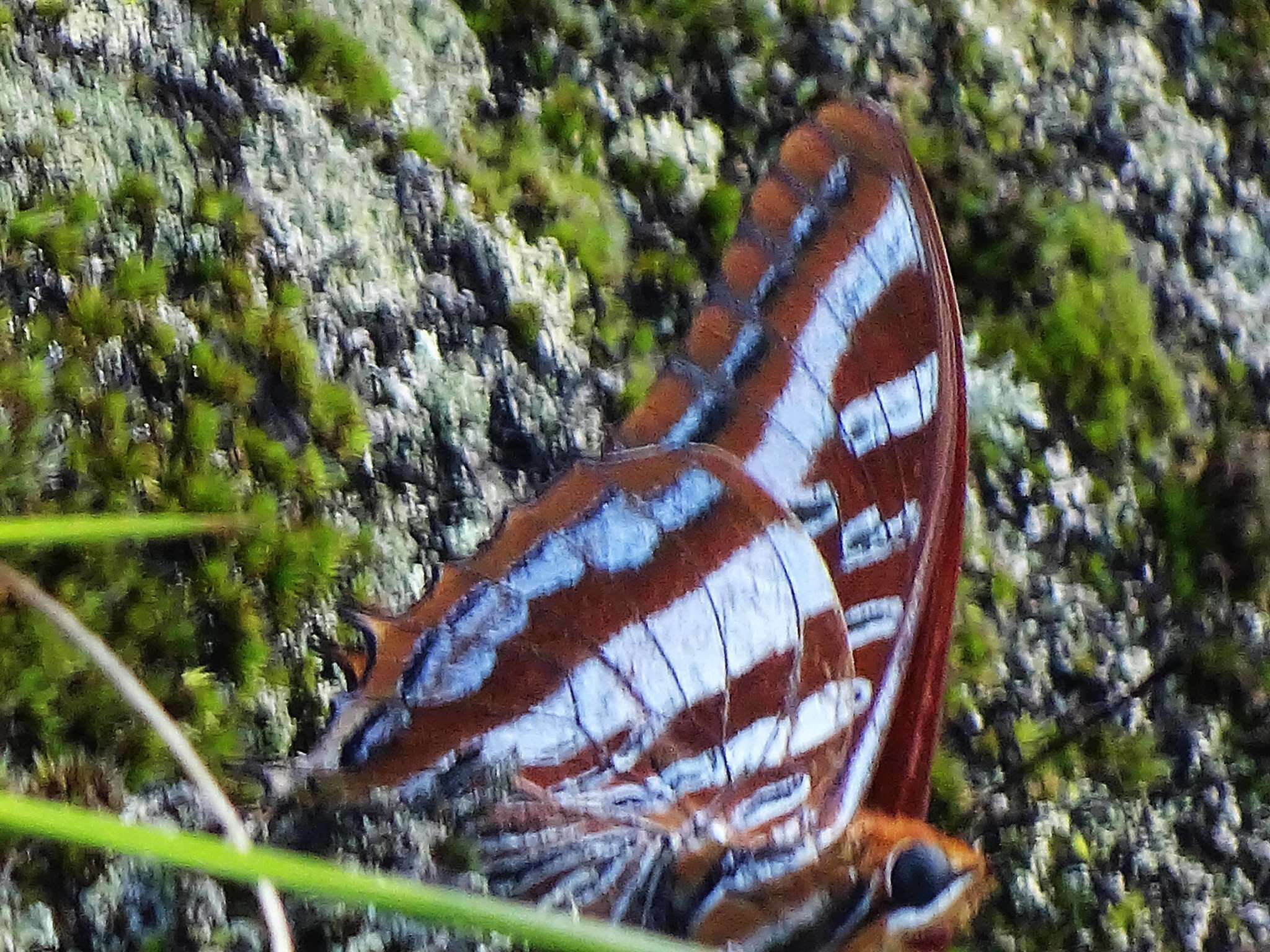 Image of Charaxes druceanus Butler 1869