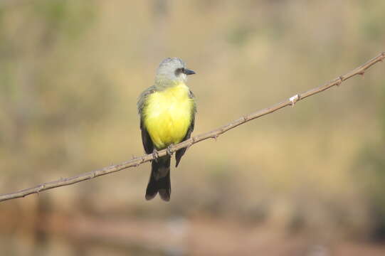 Image of White-throated Kingbird