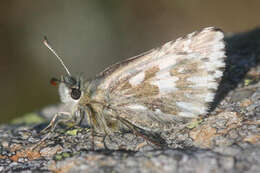 Image of Dusky Grizzled Skipper