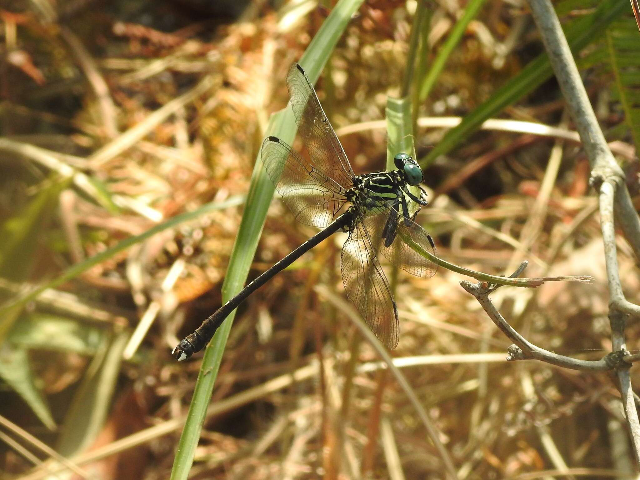 Imagem de Leptogomphus hongkongensis Asahina 1988