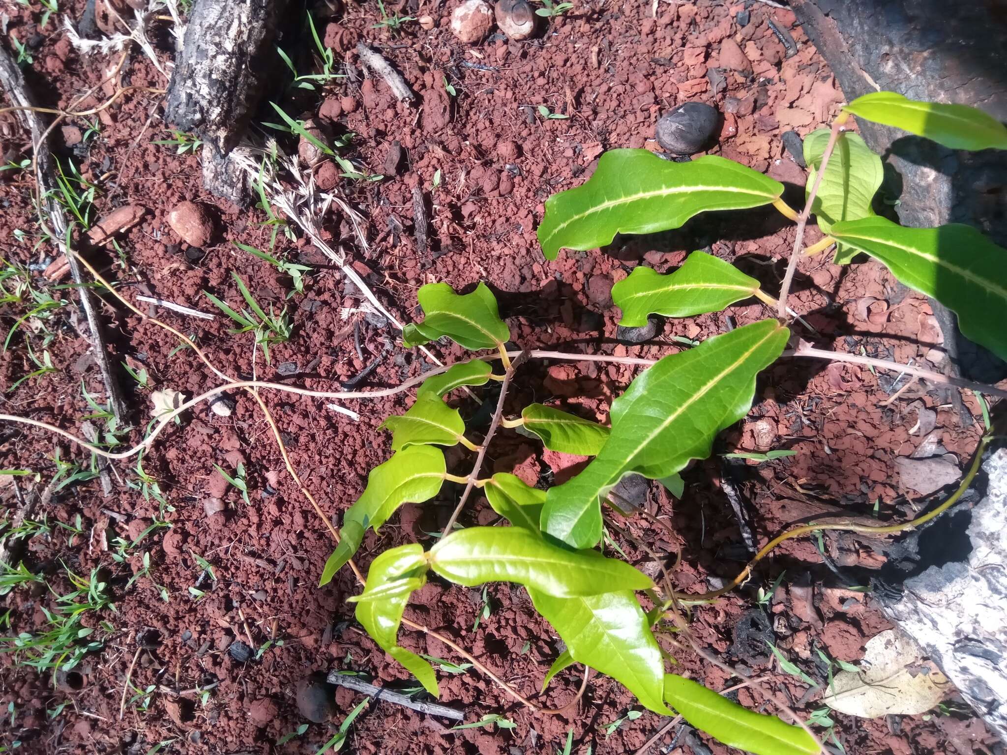 Image of Dioscorea bemandry Jum. & H. Perrier