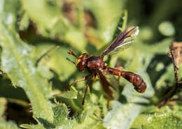 صورة Physocephala burgessi (Williston 1882)