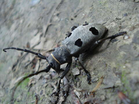 Image of Long-horned beetle