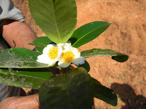 Image of Konkan Gordonia