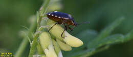 Image of Menida violacea Motschulsky 1861