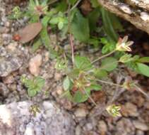 Image of western rockjasmine