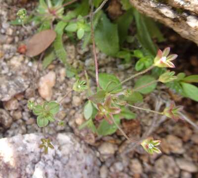 Plancia ëd Androsace occidentalis Pursh