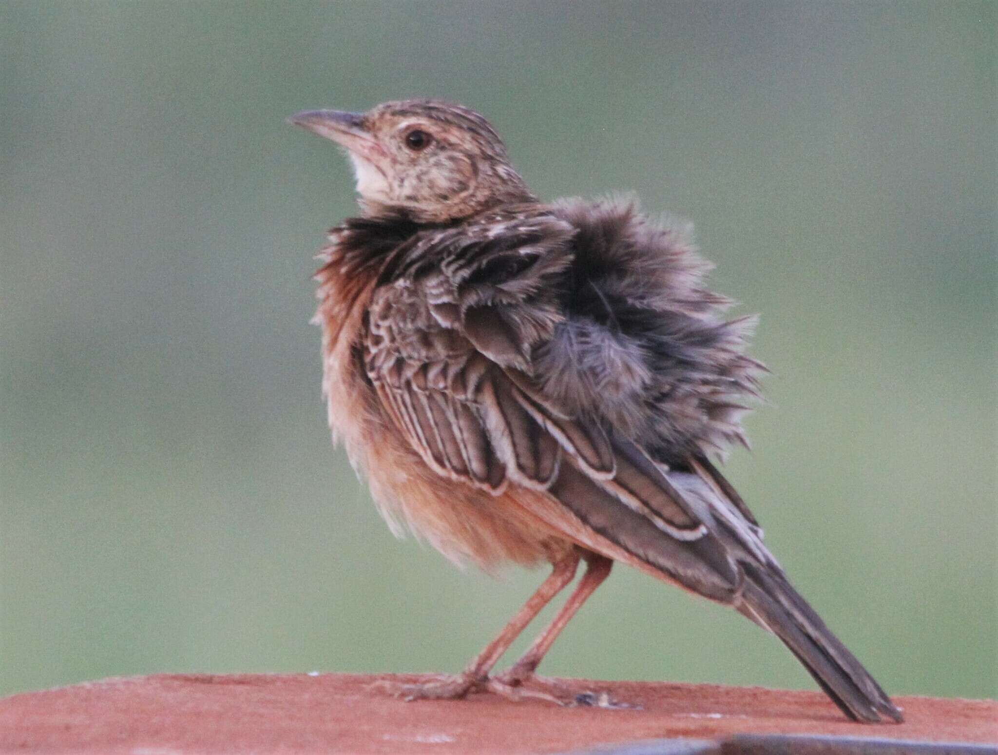 Image of Red-winged Bush Lark