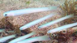 Image of Lyre-tail dart goby