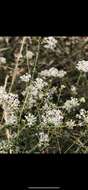 Image of littleleaf buckbrush